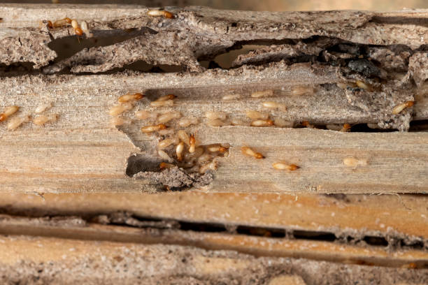 Best Emergency Pest Control  in Exandria, AL